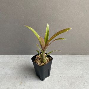 ビルベルギア ハイブリッドBillbergia hybrid D43