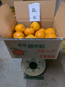 愛媛西宇和産　宮内いよかん　2L-3L　7.5ｋｇ