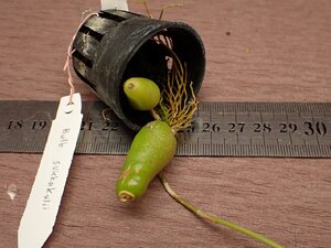 Bulbophyllum sukhakulii バルボフィラム・スクハクリィ 725●ラン苗