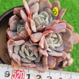 1202発送-Y023 ラピネ エケベリア 多肉植物 韓国苗