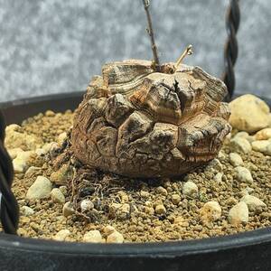 【鉢ごと発送】アフリカ型 亀甲竜 / Dioscorea elephantipes / 4号鉢 / 塊根・多肉植物【現品】 24-12-6-09