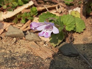 カキドオシ　垣通し　ハーブ　薬草　山野草　グランドカバー