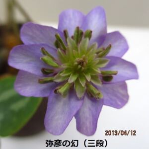 雪割草　銘品　弥彦の幻　三段　２芽