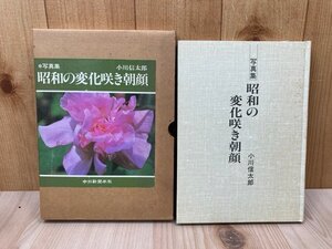 昭和の変化咲き朝顔　小川信太郎　昭和56　YAI146