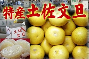 100円スタート　いよいよシーズン開始！！！土佐文旦　本場高知県産　家庭用　３Lサイズ　約10ｋｇ