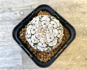 【1円スタート！】Vタイプ(アロータイプ)スーパー兜 2.5号 タイ実生 Astrophytum asterias V-type Arrow 発根管理中 ① アストロフィツム