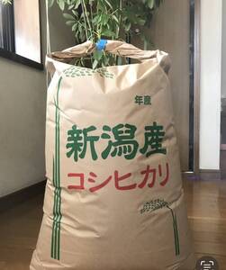 美味しい〜令和 6年 新潟産 ☆コシヒカリ 24kg