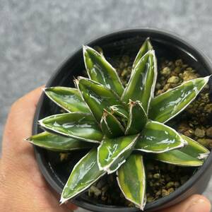 【鉢ごと発送】アガベ 輝山 / Agave victoriae-reginae 