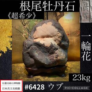 【年始初売り】 最低落札価格有 水石 盆栽 《《超希少石》》大型 根尾牡丹石 一輪花 ウブ 縁起物 横28×高33(cm)23kg 骨董盆石 6428