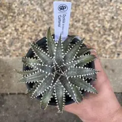 Dyckia ‘California’ カリフォルニア　Baker’s Hyb.