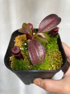 Nepenthes ×kinabaluensis Tambuyukon ネペンテス　キナバルエンシス　食虫植物