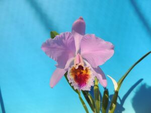 T♪洋蘭　Cattleya　percivaliana