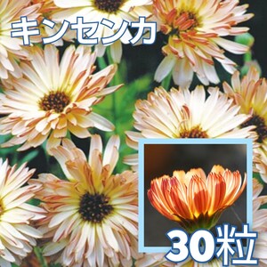 【30粒】キンセンカ『タッチオブレッドバフ』カレンジュラ　栽培簡単　切り花にも♪　送料73円〜　