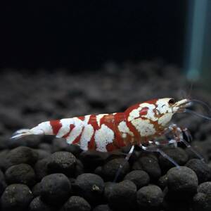 [ハイグレード抱卵1ペア]レッドファンシータイガー・抱卵１ペア/メス写真の個体になります/オス水槽からセレクト/Y-shrimp