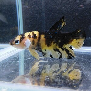 ベタ　プラカット　オス　タイガー　05M0501-028　生体　熱帯魚