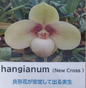 【北軽ガーデン】＊パフィオ＊Paph.hangianum x sib＊原種＊パービ系＊ハンギアナム＊大きな花の咲く実生＊ベトナム原産＊