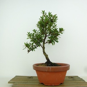 盆栽 皐月 晃明 樹高 約23cm さつき Rhododendron indicum サツキ ツツジ科 常緑樹 観賞用 現品