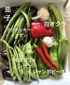 【野菜セット農家の新鮮野菜】農薬不使用山形産　コンパクト発送