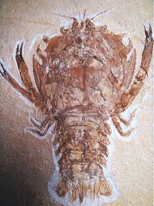 化石 最高峰！甲殻類 Eryon arctiformis ドイツ・ゾルンホーフェン産 博物館級 ジュラ紀 標本 化石 鉱物 観賞石 銘石 原石 鉱石 水石