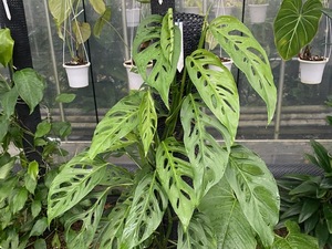 ＫＮ　モンステラ(ホウライショウ属）　cf.　オブリクア　‘ナポ‘（MONSTERA cf. OBLIQUA `NAPO`）　　　　0.8Ｍ以下