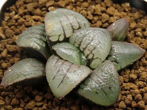 ■[W029]スプリングJANS　ヤマト運輸 【多肉植物　Haworthia　ハオルチア　ハオルシア】