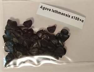 アガベ イシスメンシス 種子 100粒+α Agave Isthmensis 100 seeds+α 種 雷帝