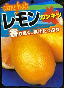 香り良く果汁たっぷり レモン 檸檬 接木苗木