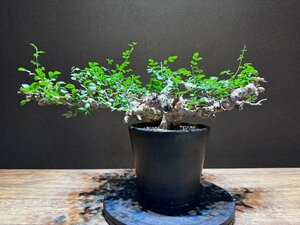 発根済株④ Commiphora sp Eyl コミフォラ・エイル　ソマリア /@triad plants