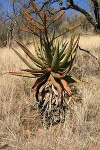 Aloe marlothii アロエ マルロシー 鬼切丸 20粒