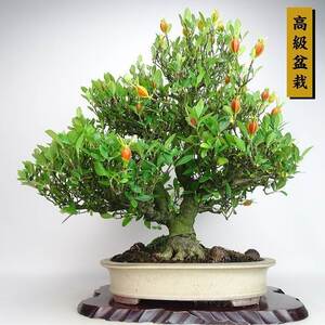 盆栽 梔子 樹高 約50cm くちなし 高級盆栽 Gardenia jasminoides クチナシ 実 アカネ科 クチナシ属 常緑樹 観賞用 現品