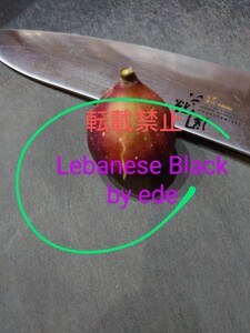 いちじく穂木　Lebanese Black　1