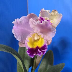 ◇◇洋蘭◇◇ Rlc. Hetherington Horace‘Emiko’AM/JOS 2002,1 80,5pts (OG)