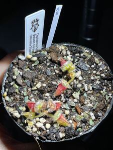 [cephMania] AB Cephalotus follicularis Botanic Garden Liberec(Miloslav Studnicka) DS セファロタス リベレック 2.5号深 食虫植物