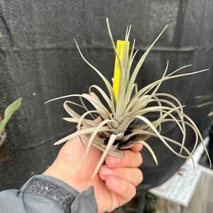 ブロメリア　コレクション　Tillandsia zacapanensis