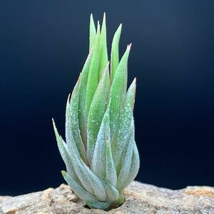 Tillandsia ionantha ‘Apretado RFI’ RFI産 チランジア イオナンタ アプレタード ティランジア