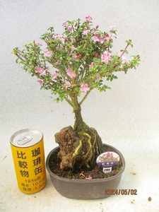 [讃岐屋緑兵衛] 紅鳥花 5/2開花～花終り想定 (555楕円プラ鉢)全高：30㎝※同梱包は「まとめて取引」手続厳守※送料明記＊説明必読