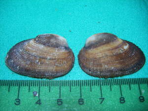 天然採取の貝殻　「ベニエガイ」　標本Ｓ１３　超美品