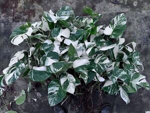 最高級 希少 モンステラボルシギアナ ホワイトタイガーおまとめ15株Varigated Monstera Borsigana white tiger