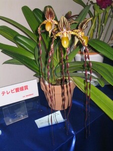 ◇◇洋蘭◇◇ Paph. sanderianum × Paph. philippinense (Paph.Michael Koopowitz) 淡いブルーラベル