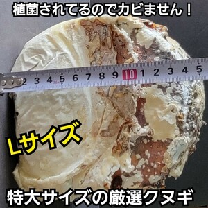 特大サイズ　植菌カワラ材　タランドゥス・レギウス・オウゴンオニに抜群　植菌されてるのでカビない！クワガタ産卵にはこれが最強　産卵木