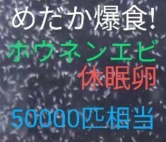 送料無料!　めだか爆食！高栄養価　ホウネンエビ　休眠卵　約50000個　　取説付　グッピー　金魚　鯉稚魚　熱帯魚　　餌