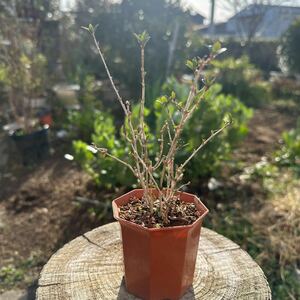 紅鳥花　ベニチョウゲ　盆栽　素材　盆栽素材