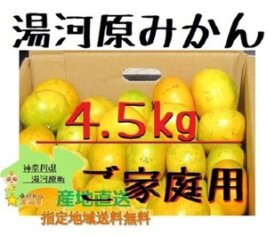 湯河原みかん 約4.5kg ご家庭用 温州みかん 青島みかん 大津みかん 訳あり サイズ不選別 神奈川県湯河原産 数量限定 みかん 約4.5㌔