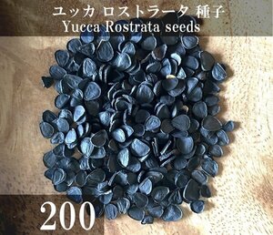 ユッカ ロストラータ 種子 200粒+α Yucca Rostrata 200 seeds+α 種