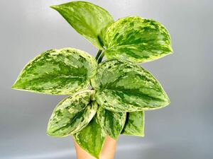 「06」スキンダプサス エキゾチカ　ホログラム 斑入り Scindapsus Exotica Hologram Variegated