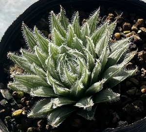 ハオルチア　Haworthia lachnosa PVB7128 Holriver