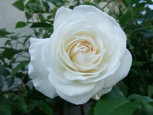 ★バラ苗★ＣｌＦ★　つるアイスバーグ　◎雪のように白い花が大きな房を作ります♪　６号