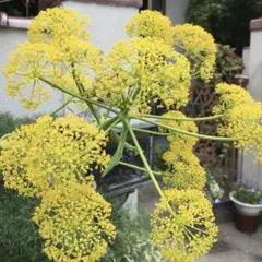 珍しい植物の種　宿根草　タネ　背が高い草花　品種不明　フェルーラ・コムニスかも