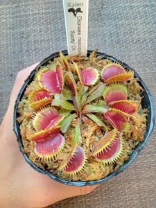 食虫植物 Dionaea muscipula spotty CK ハエトリソウ