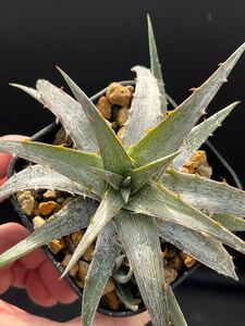 ディッキア Dyckia macedoi Minas Gerais, Brazil from Tropiflora US